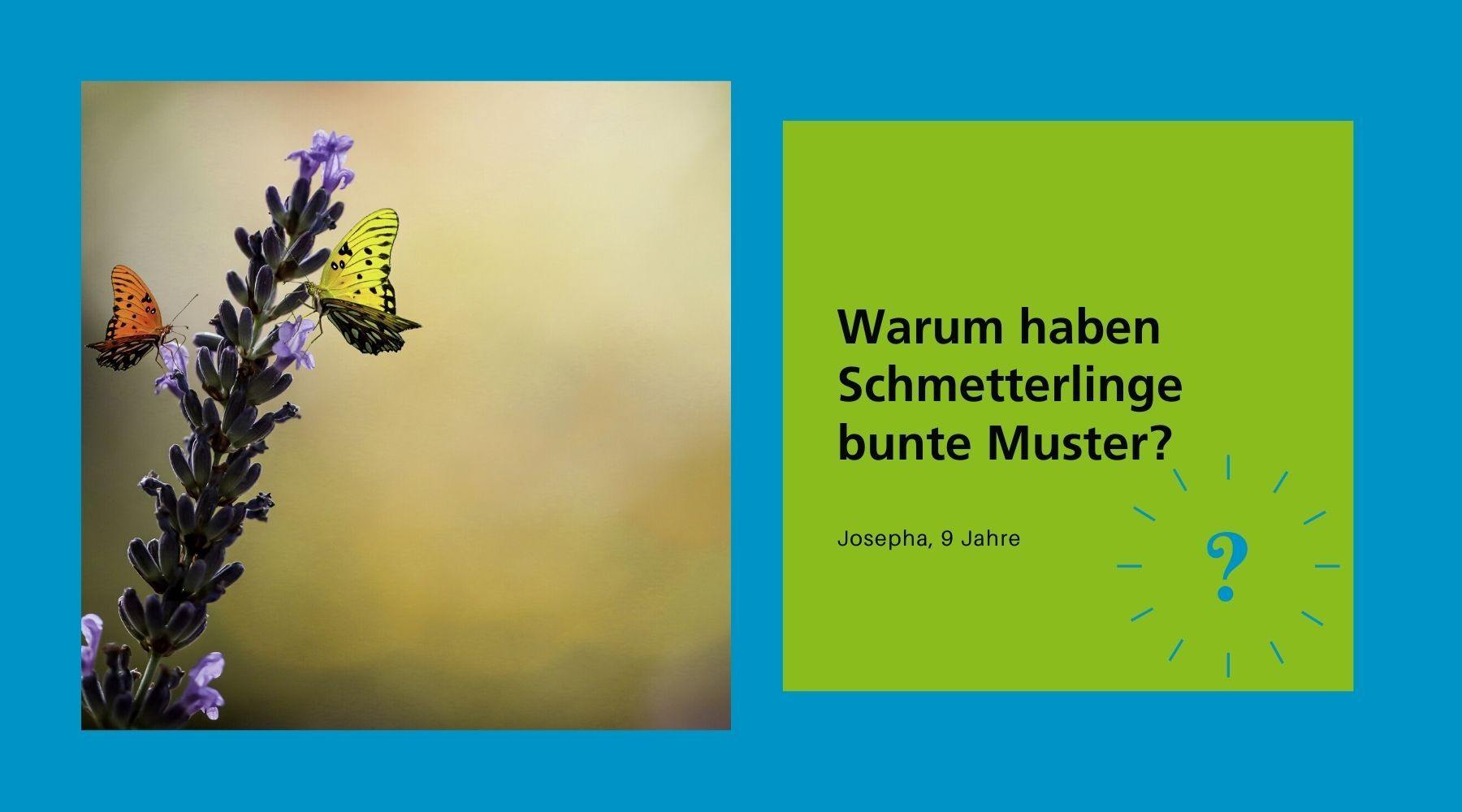 Warum haben Schmetterlinge bunte Muster? - WELTENTDECKER