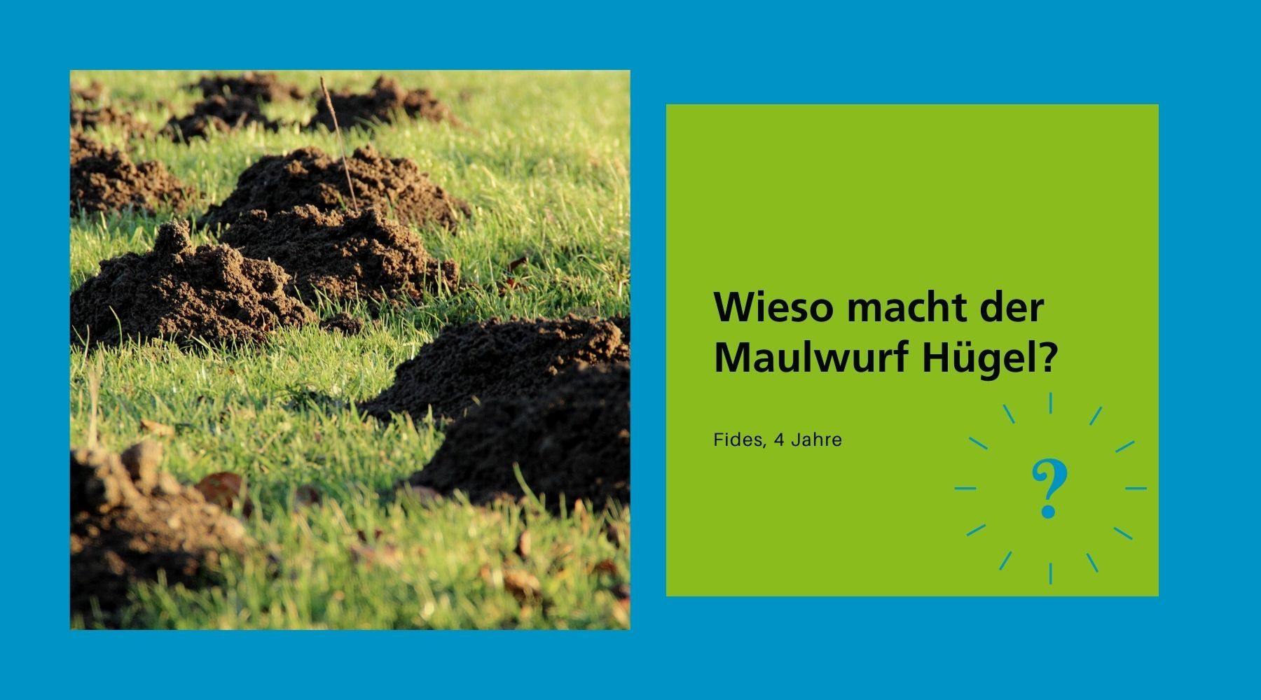 Wieso macht der Maulwurf Hügel? - WELTENTDECKER