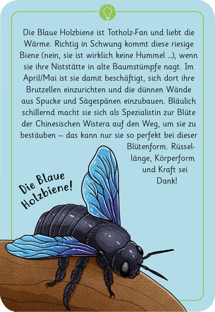 Moses 50 Karten / Pocket Quiz Moses Verlag Expedition Natur - 50 wundersame Tierrätsel: Insekten