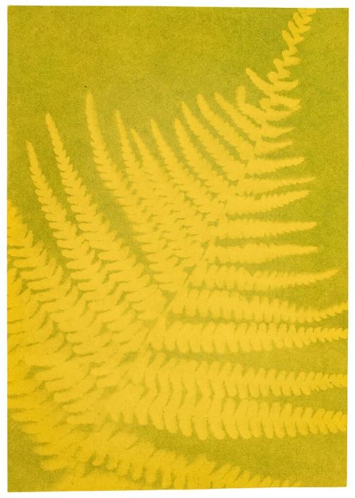 Experiment Moses Verlag PhänoMINT Buntes Sonnendruckpapier