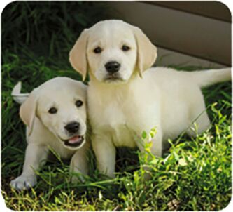 Sonstiges Moses Verlag Kleine Diashow Tierbabys
