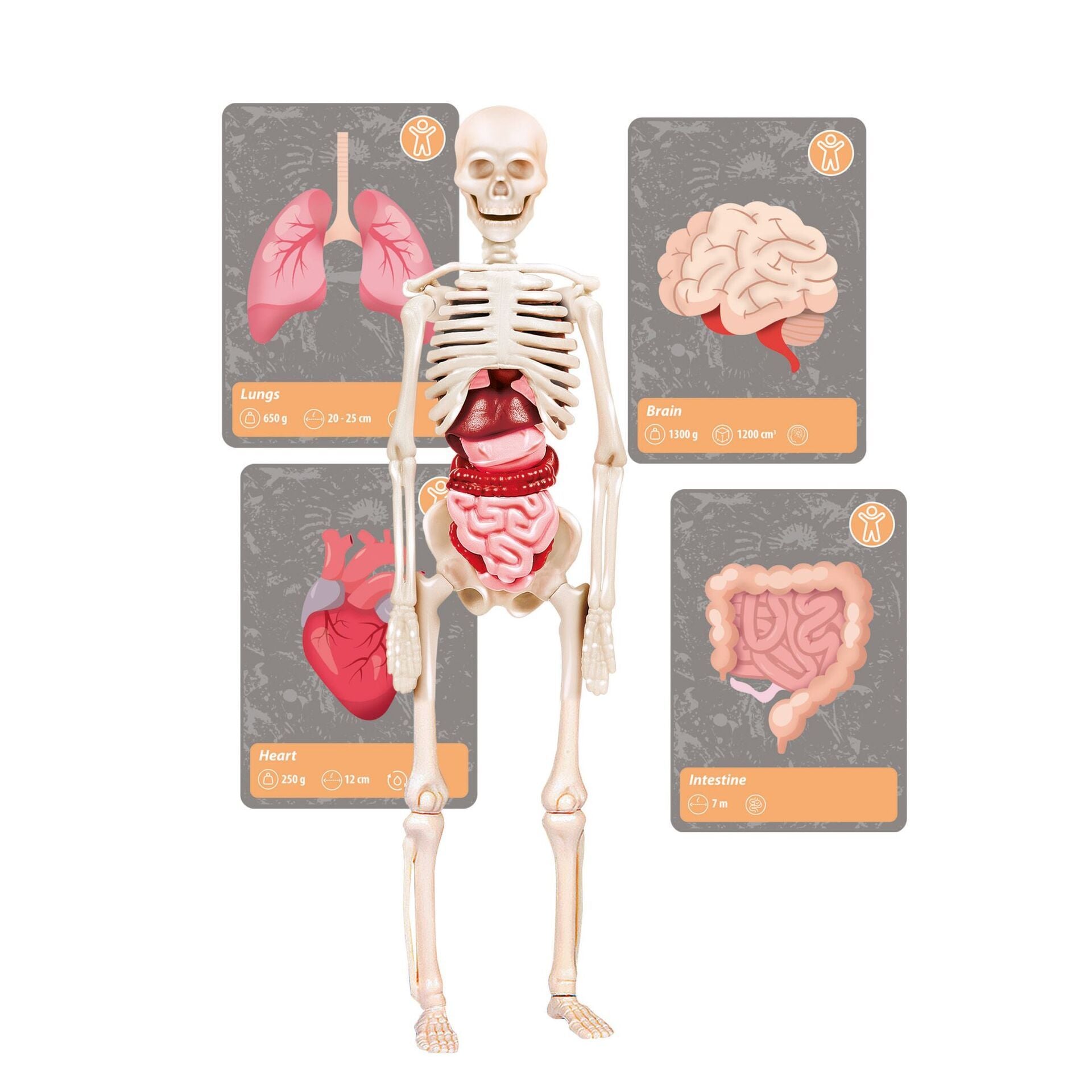 Experiment Clementoni Entdeckungs-Set „Leben auf unserer Erde
