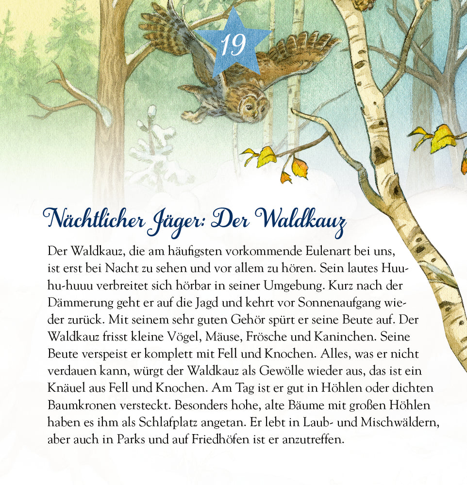 Adventskalender Coppenrath Verlag Die Tiere im Winterwald und ihr geheimes Leben, Zettel-Adventskalender