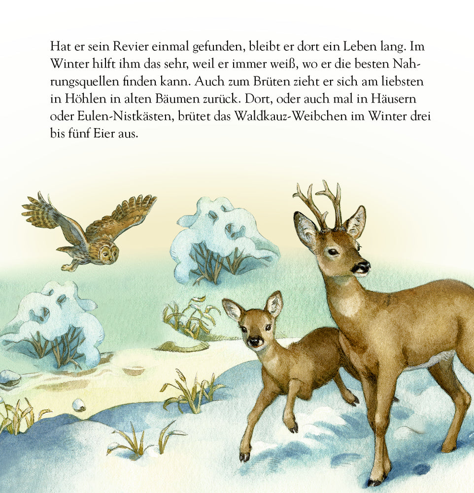 Adventskalender Coppenrath Verlag Die Tiere im Winterwald und ihr geheimes Leben, Zettel-Adventskalender