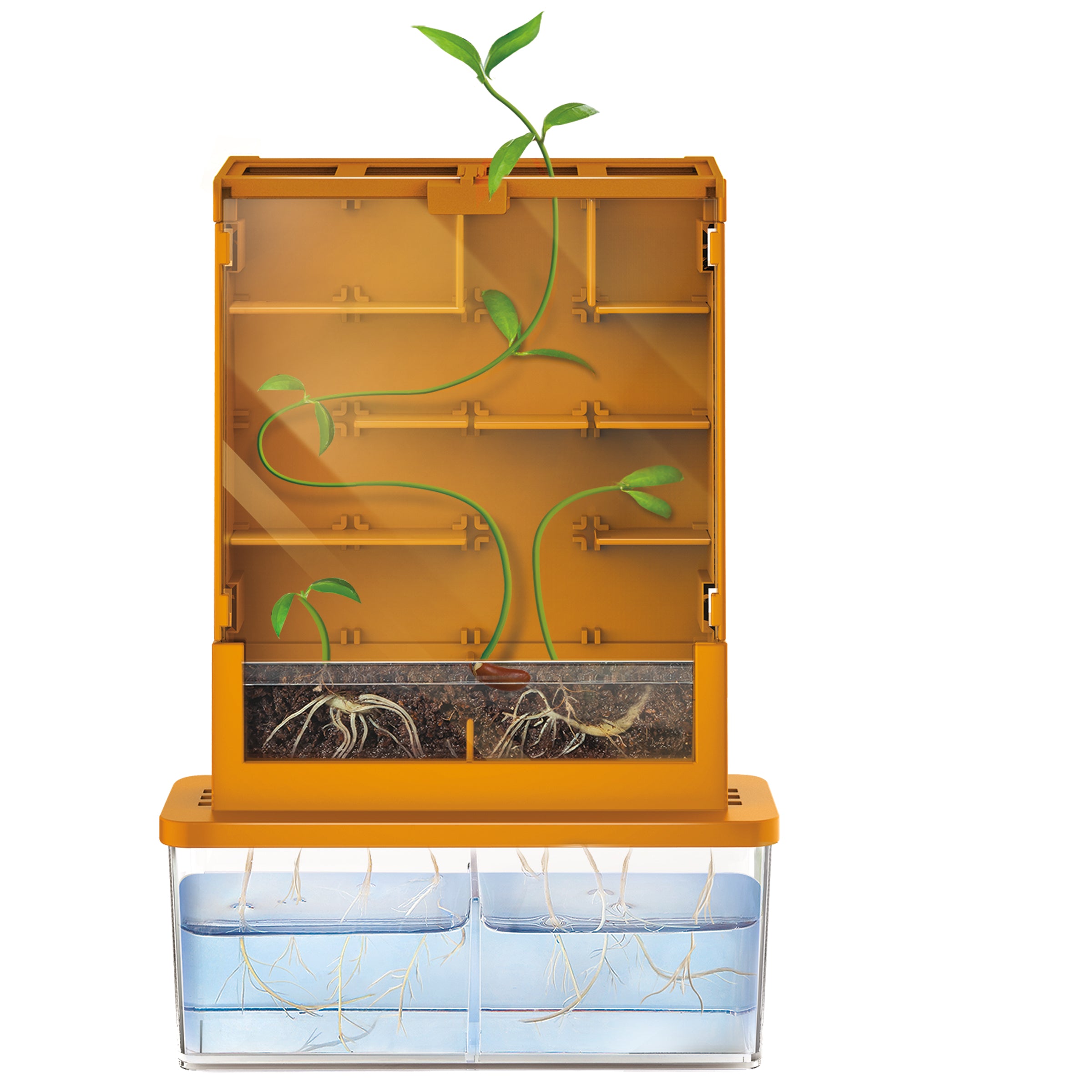 Biologie HCM-Kinzel Green Science - Wachsendes Labyrinth