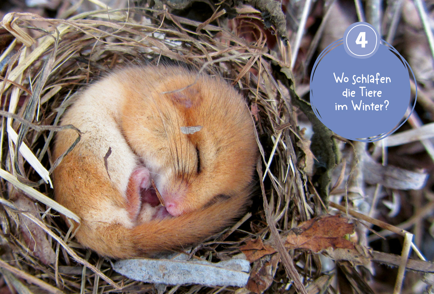 Adventskalender Tessloff Mein WAS IST WAS Adventskalenderbuch 3