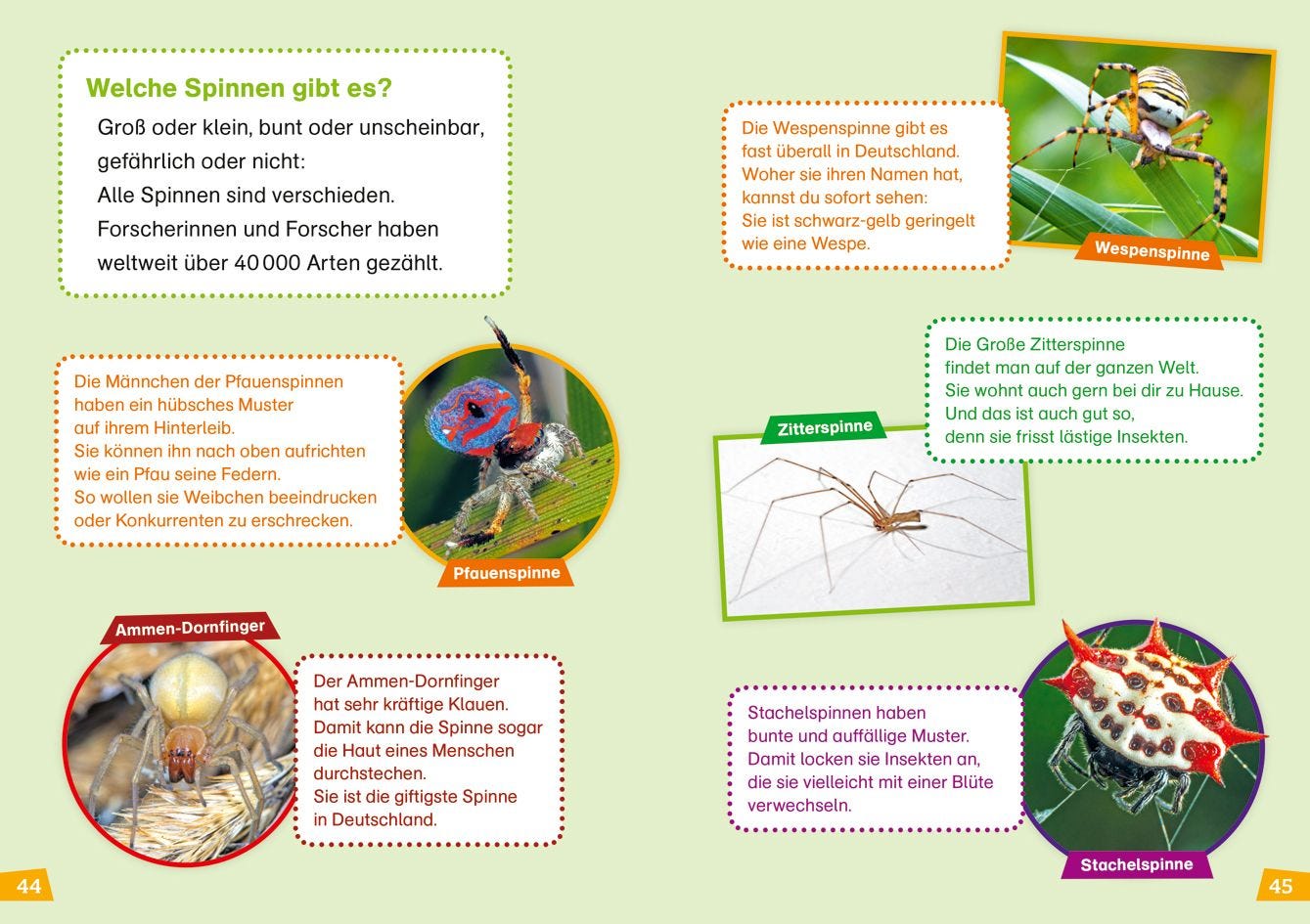 Sachbuch Tessloff WAS IST WAS Erstes Lesen Band 24. Spinnen