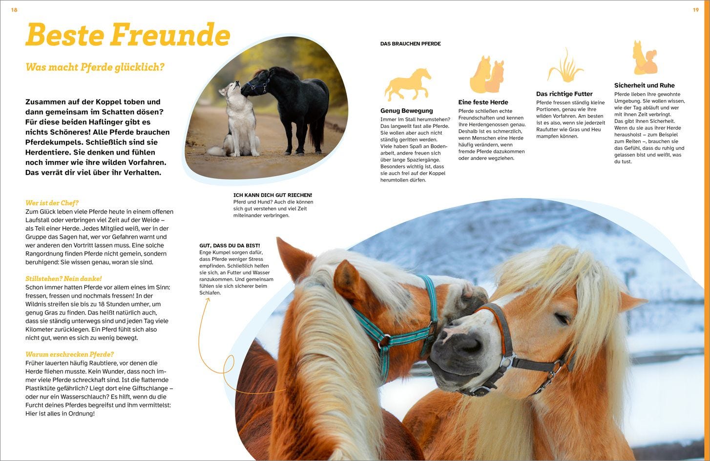 Buch Tessloff WAS IST WAS Pferde. Freunde, Freiheit, Abenteuer