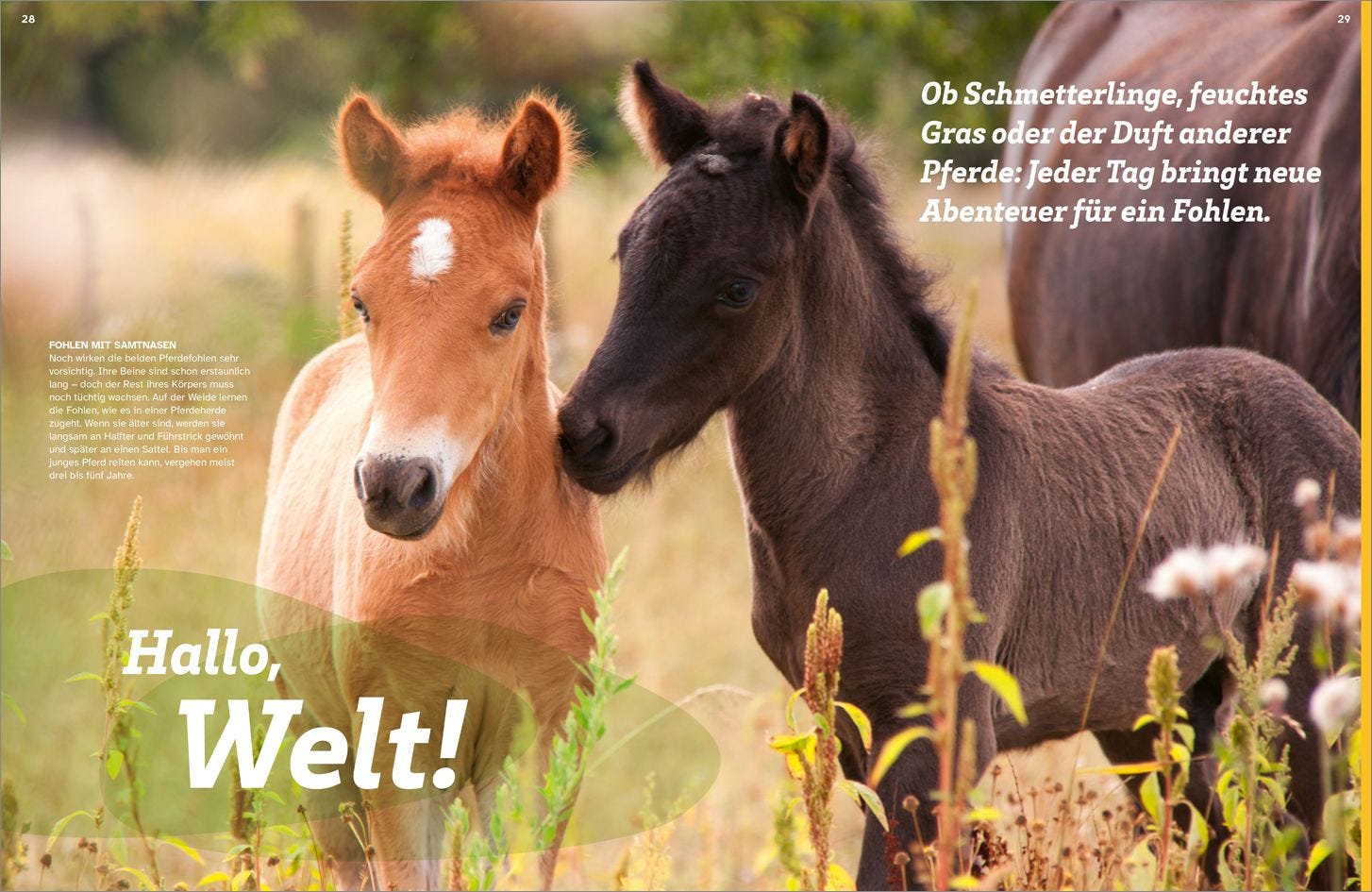 Buch Tessloff WAS IST WAS Pferde. Freunde, Freiheit, Abenteuer