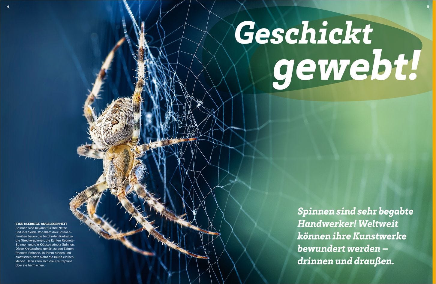 Buch Tessloff WAS IST WAS Spinnen. Akrobaten auf acht Beinen