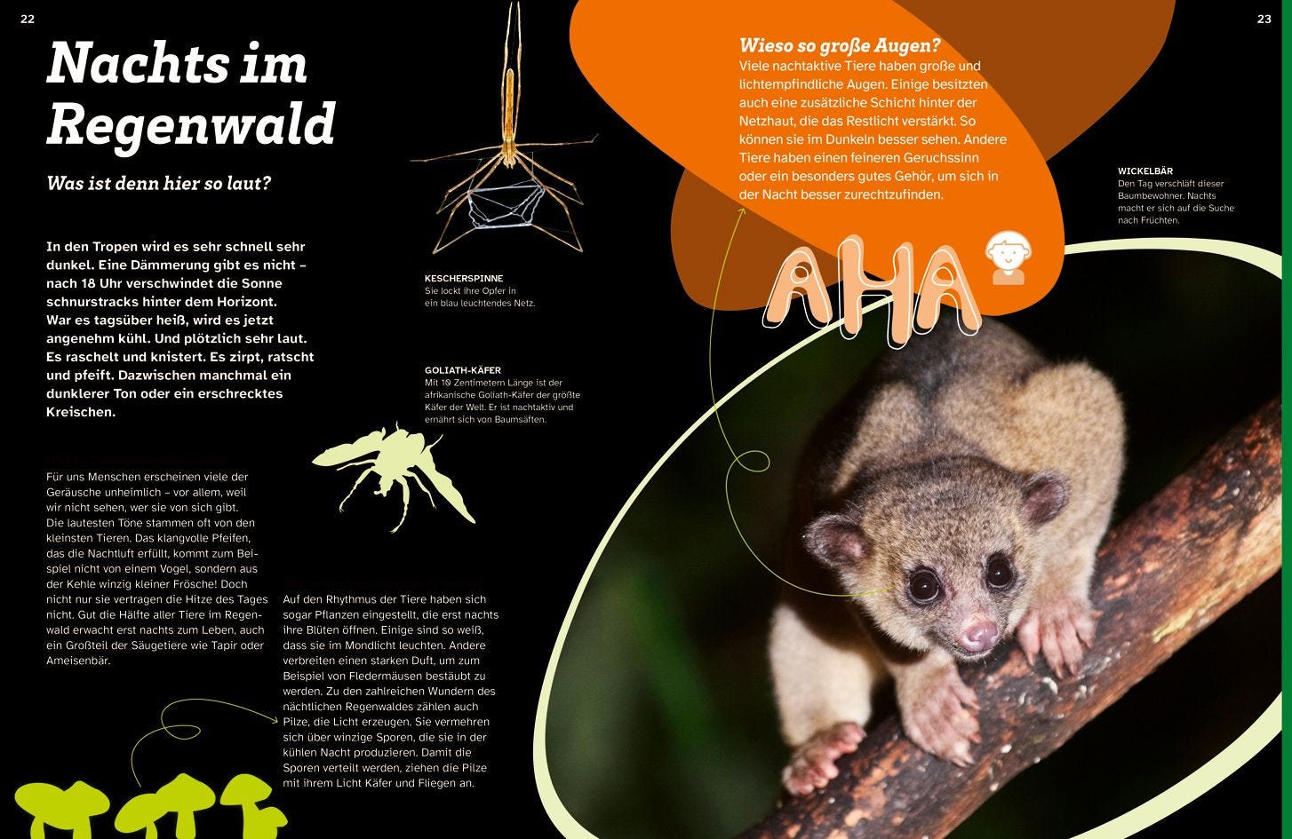 Buch Tessloff WAS IST WAS Regenwald. Wilde grüne Welt