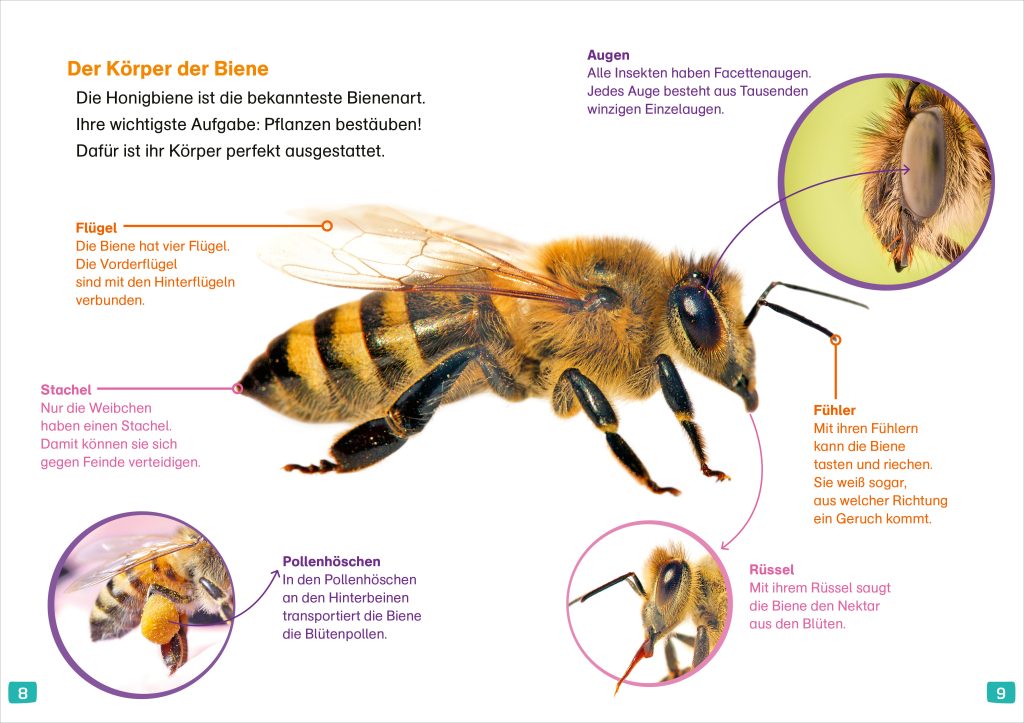 WAS IST WAS Erstes Lesen. Bienen