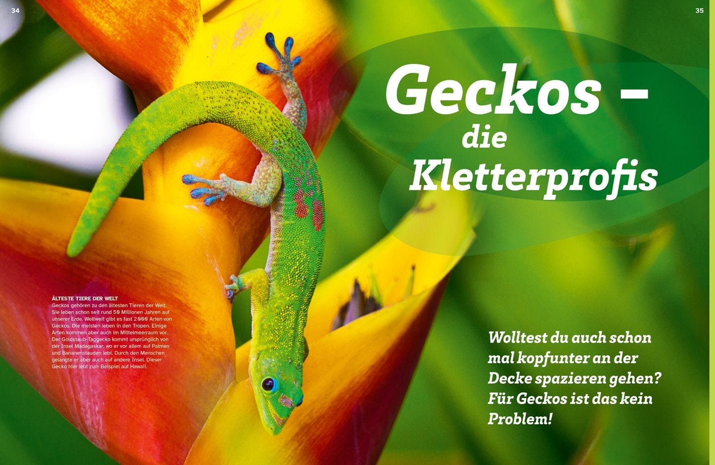 Buch Tessloff WAS IST WAS Echsen. Kleine Drachen hautnah