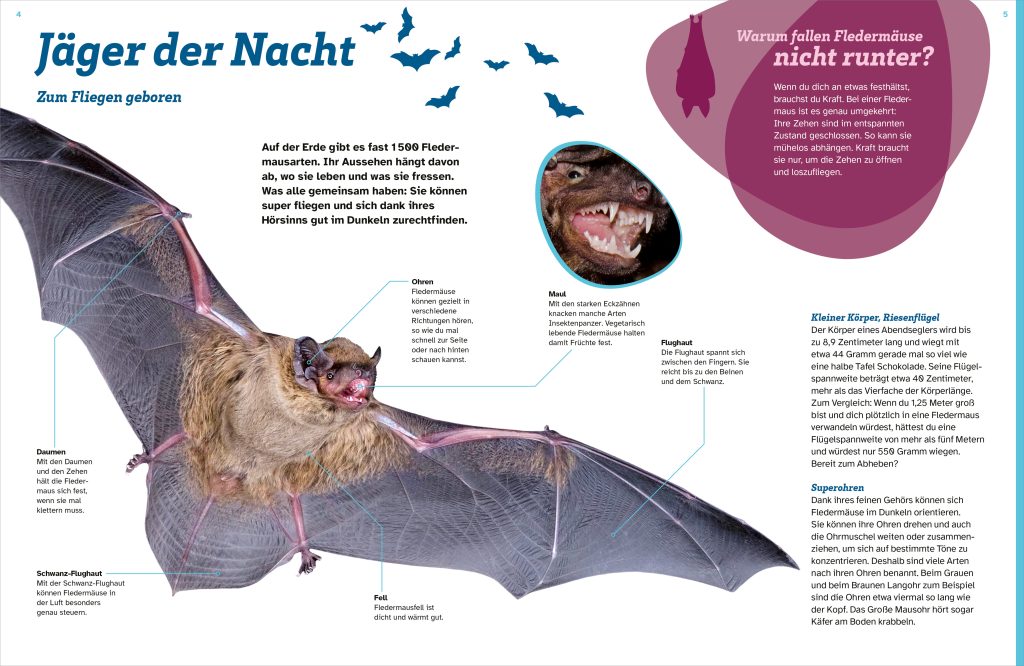 Buch Tessloff WAS IST WAS Fledermäuse. Flink durch die Nacht