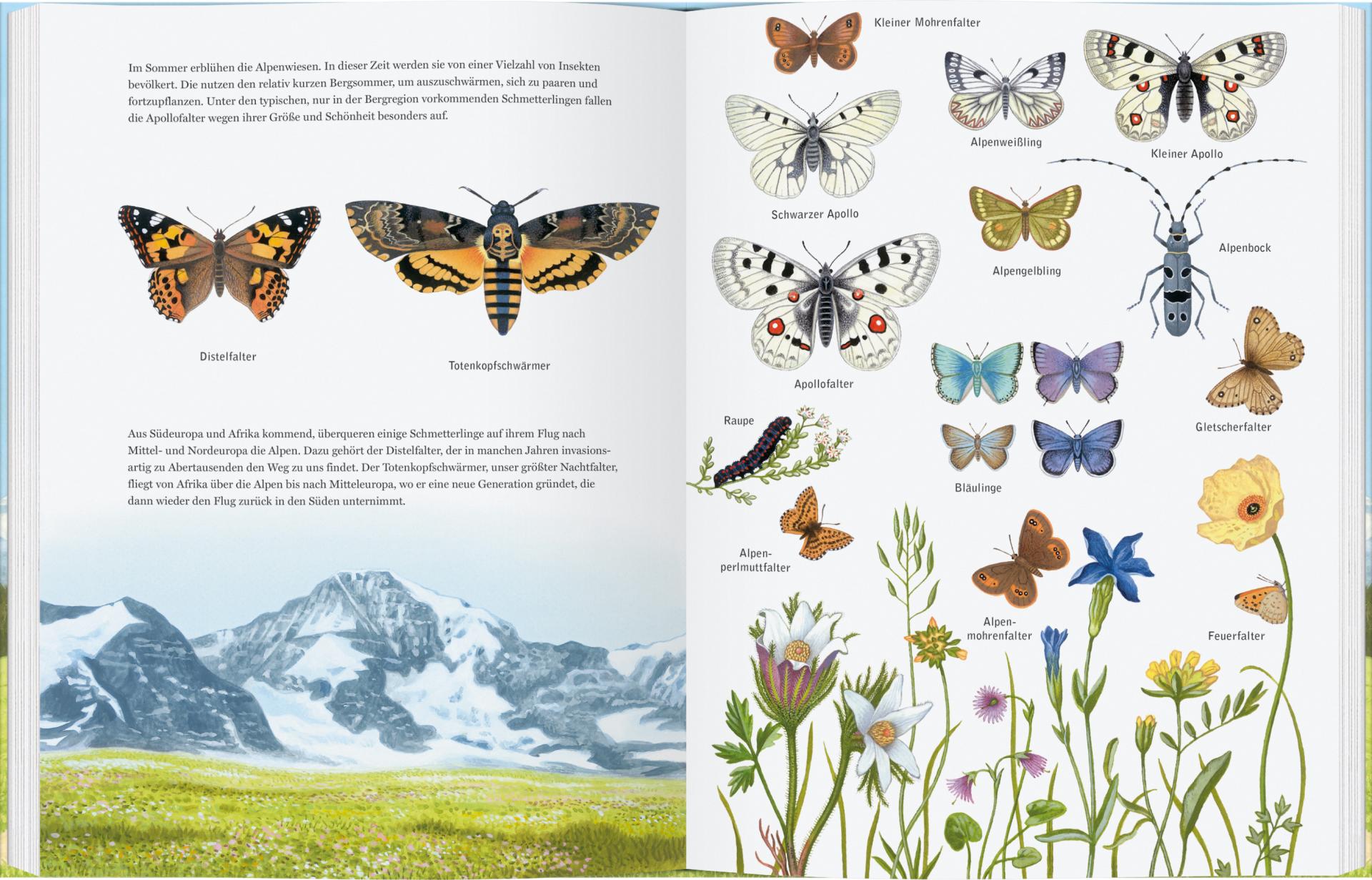 Sachbuch Gerstenberg Verlag Adler, Bär und Murmeltier