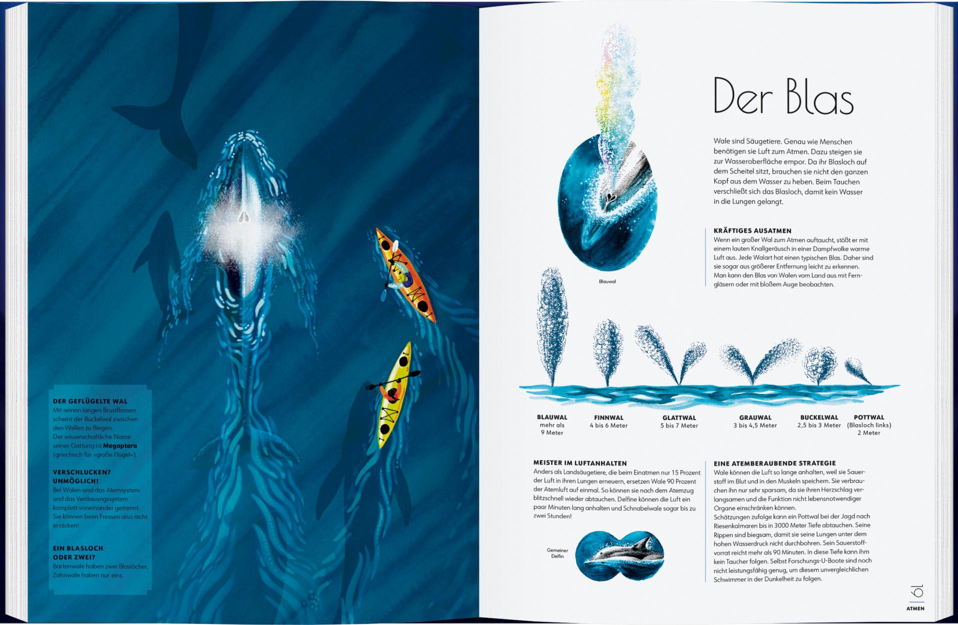 Sachbuch Gerstenberg Verlag Wale - Giganten der Meere