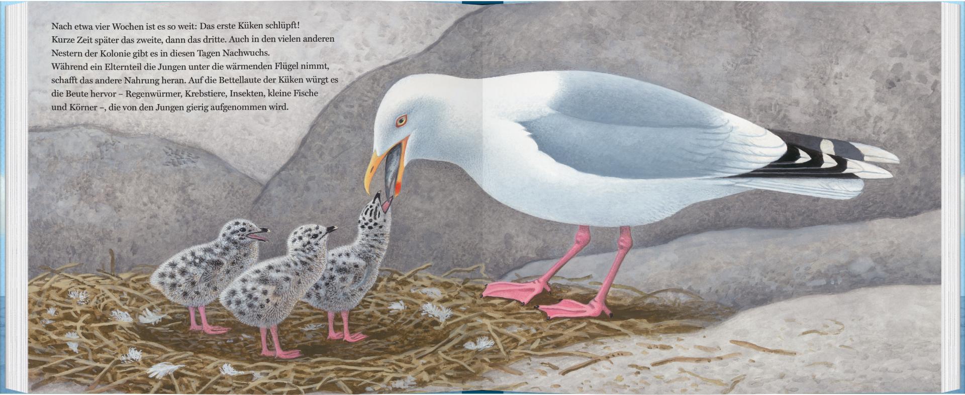 Sachbuch Gerstenberg Verlag Ein Jahr mit den Möwen