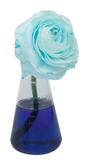 Experiment Moses Verlag PhänoMINT Farblabor