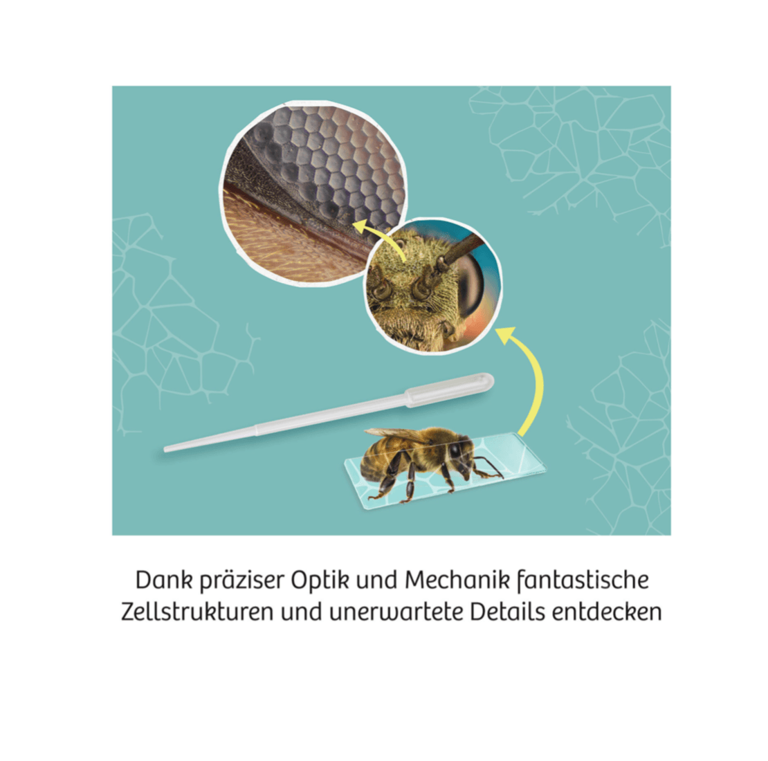 Biologie KOSMOS Mikroskop