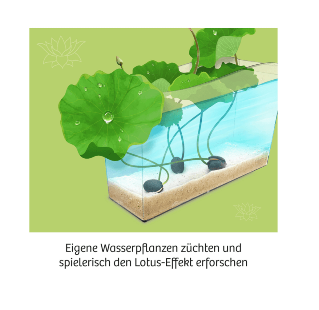 Biologie KOSMOS Lotus-Blume