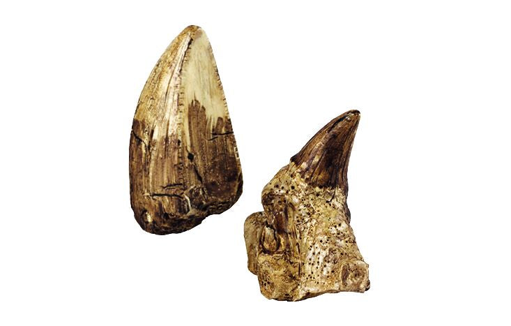 Naturforscher Moses Verlag Expedition Natur Mini-Ausgrabungsset