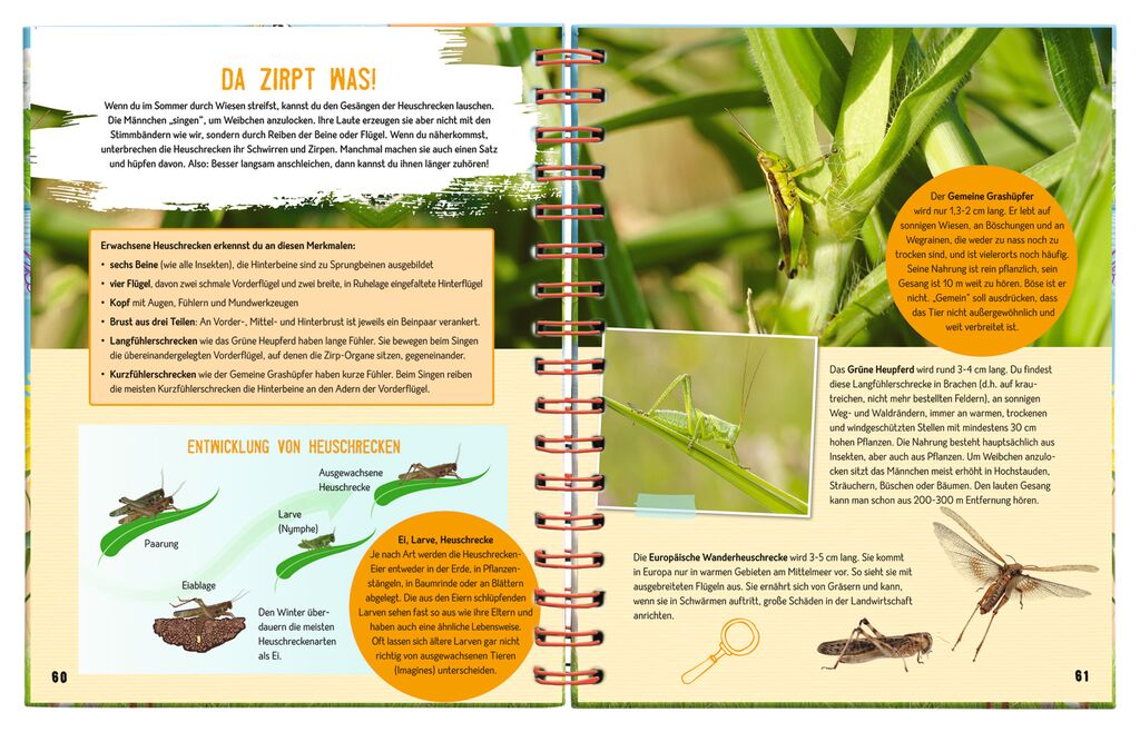 Expedition Natur: Das große Sommerbuch