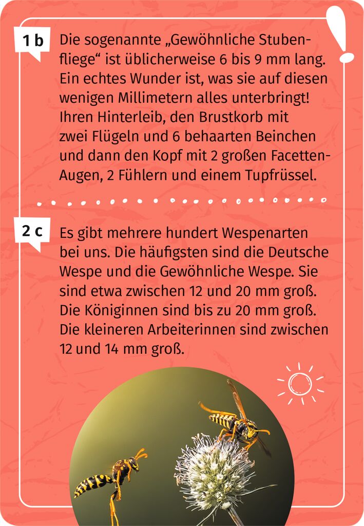 Moses 50 Karten / Pocket Quiz Moses Verlag Expedition Natur Mein Becherlupen-Forscherquiz