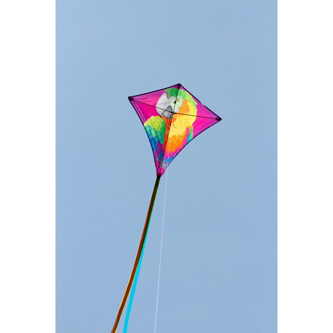 Drachen Invento Eddy Parrot 68 cm