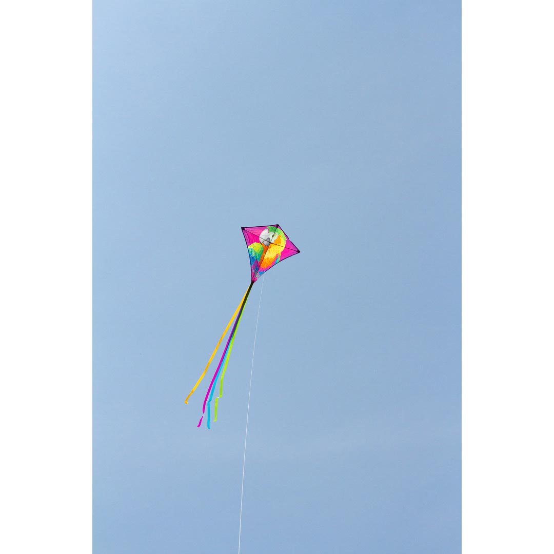 Drachen Invento Eddy Parrot 68 cm