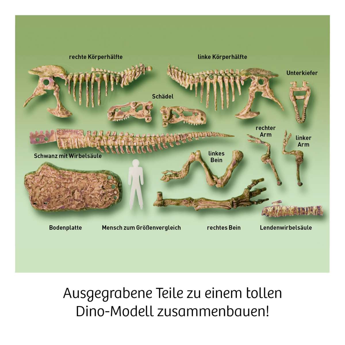 Experiment KOSMOS T-REX - 3D