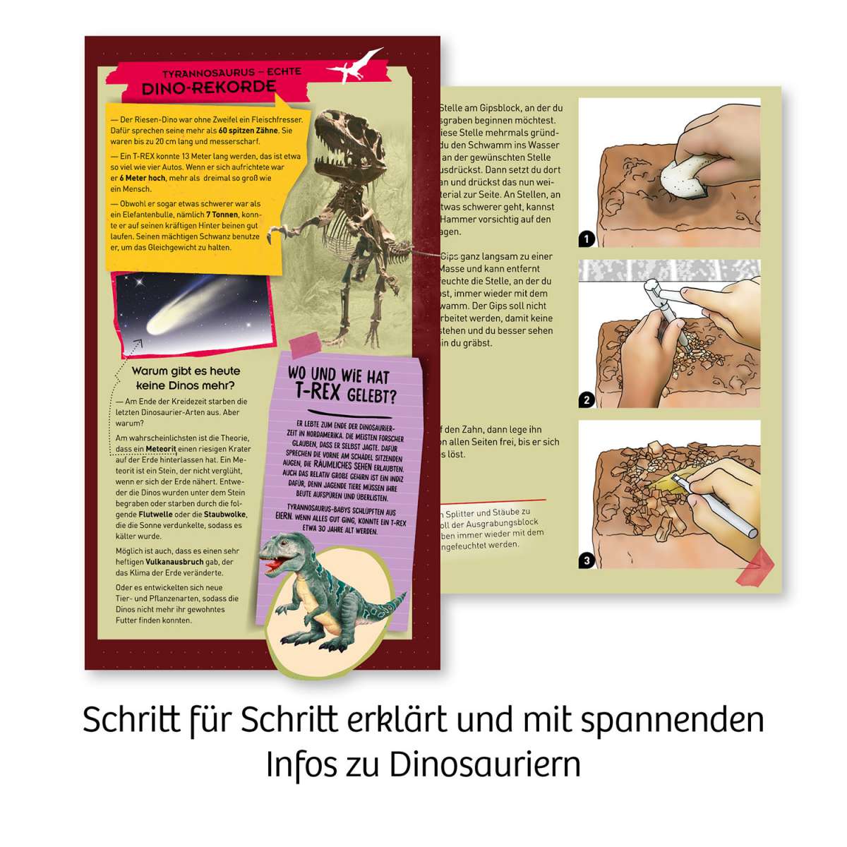 Experiment KOSMOS T-rex - Zahn