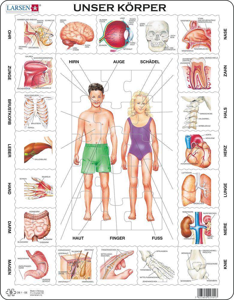 Puzzle- Unser Körper - WELTENTDECKER