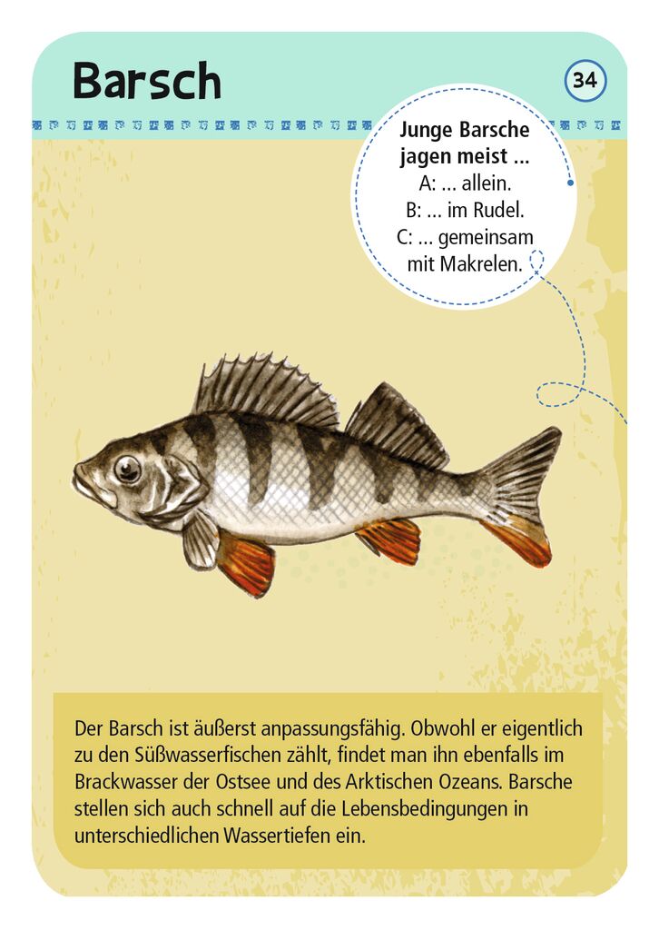 Moses 50 Karten / Pocket Quiz Moses Verlag Expedition Natur 50 heimische Strandtiere & Pflanzen