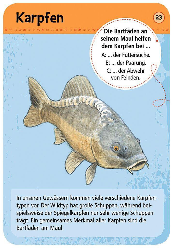 Moses 50 Karten / Pocket Quiz Moses Verlag Expedition Natur 50 heimische Tiere & Pflanzen an Bach & Teich