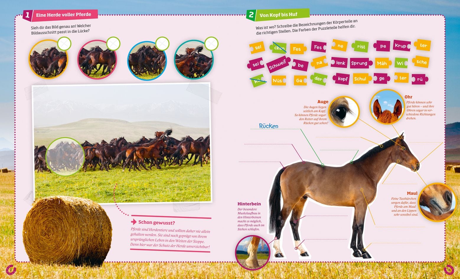 Buch Tessloff WAS IST WAS Rätseln und Stickern: Pferde