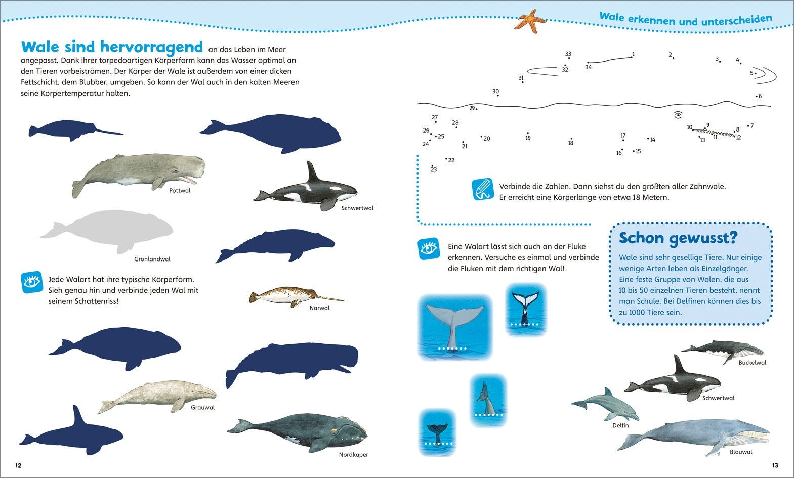 Malen Tessloff WAS IST WAS Junior // Mitmach-Heft // Wale und Delfine