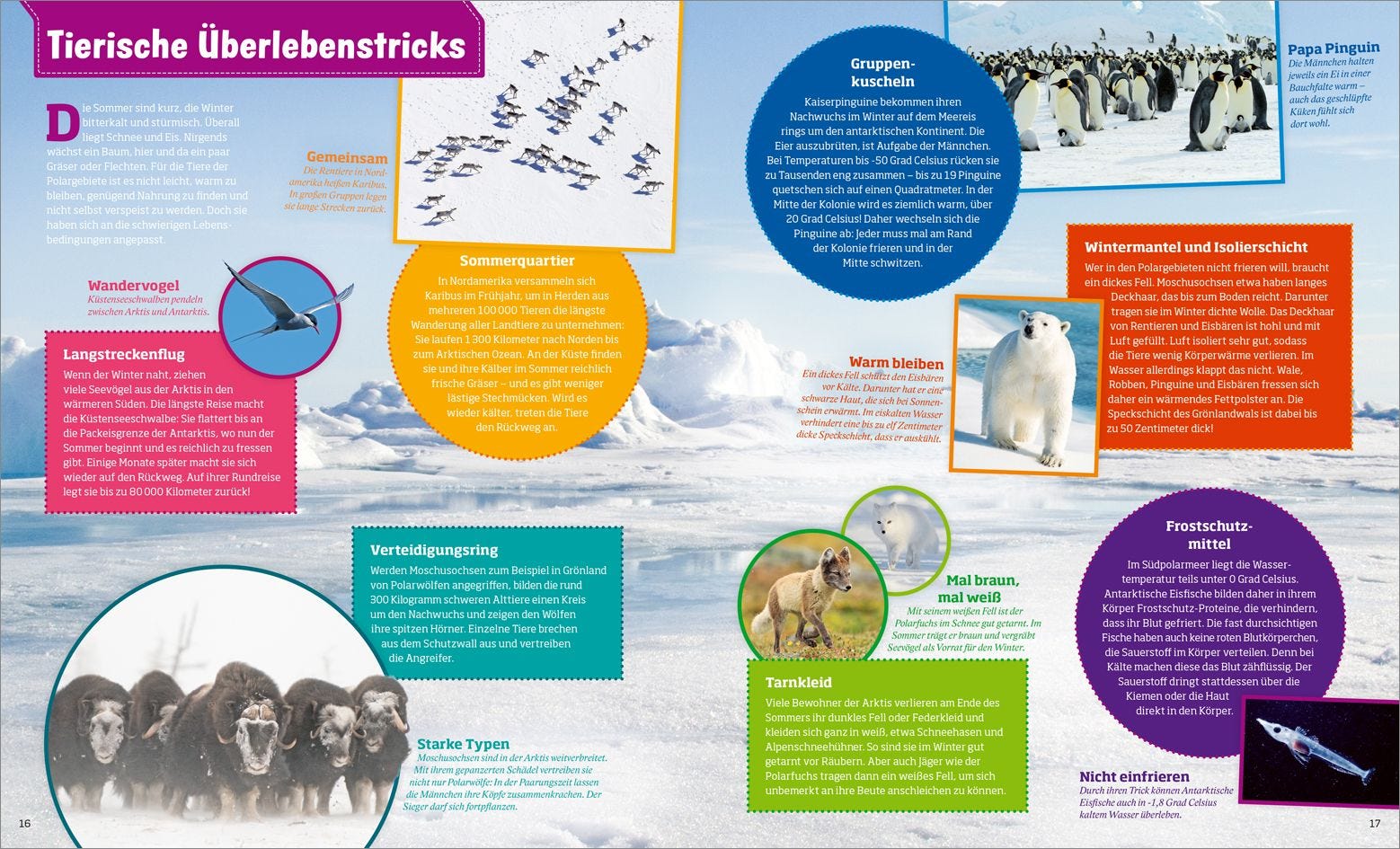 Buch Tessloff WAS IST WAS Polarstern. Forschen im Eis