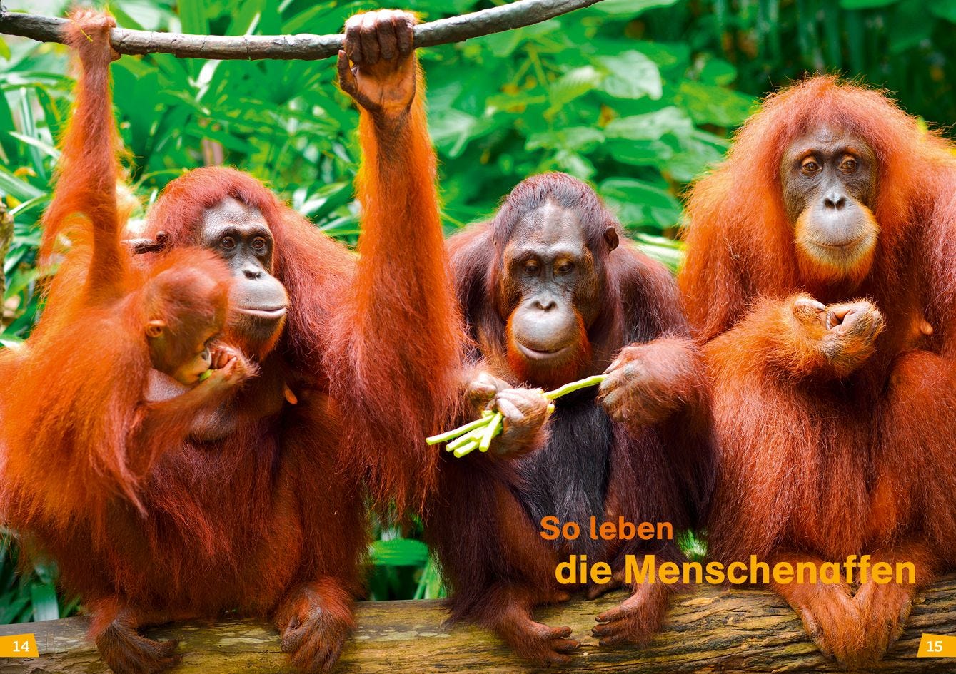 Sachbuch Tessloff WAS IST WAS Erstes Lesen Band 22. Menschenaffen