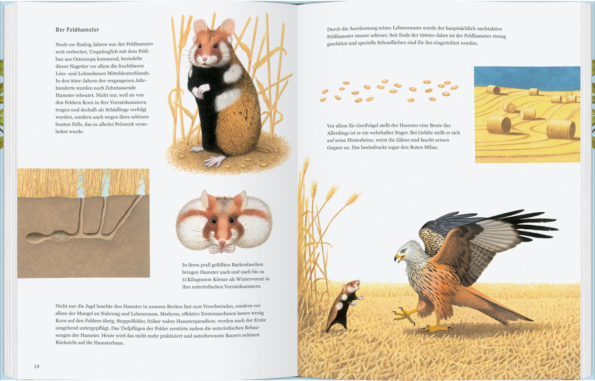 Sachbuch Gerstenberg Verlag Hamster, Storch und Schwalbenschwanz