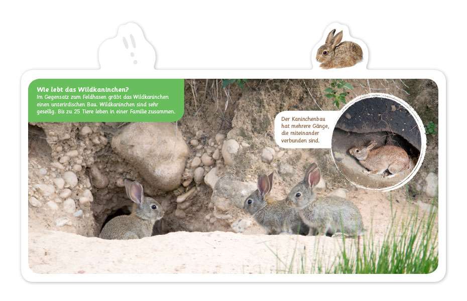 Sachbuch klein & groß Verlag Mein kleines Tier-Lexikon: Der Hase