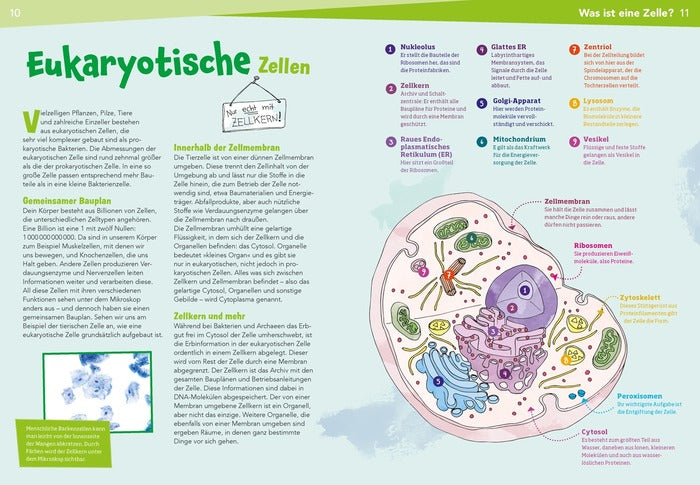 WAS IST WAS Naturwissenschaften easy! Biologie. Die Zelle