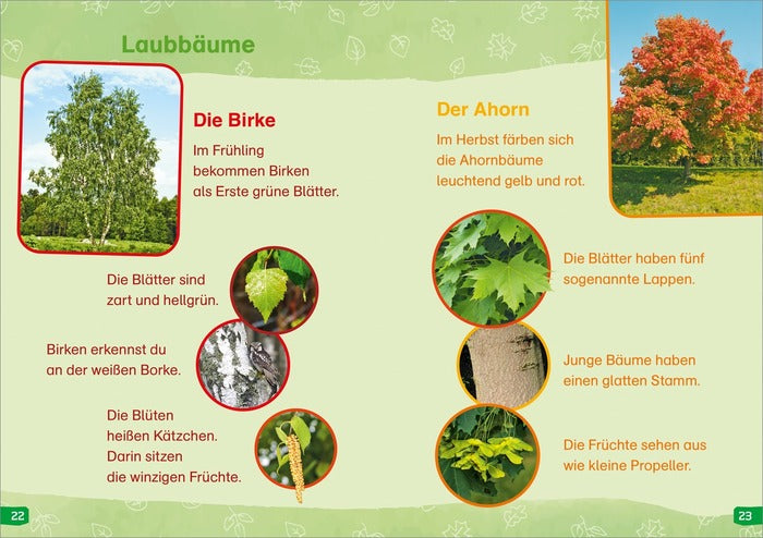 Sachbuch Tessloff WAS IST WAS Erstes Lesen easy! Band 1: Entdecke die Bäume