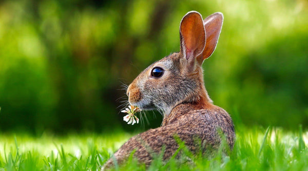 Ideen für das Osternest