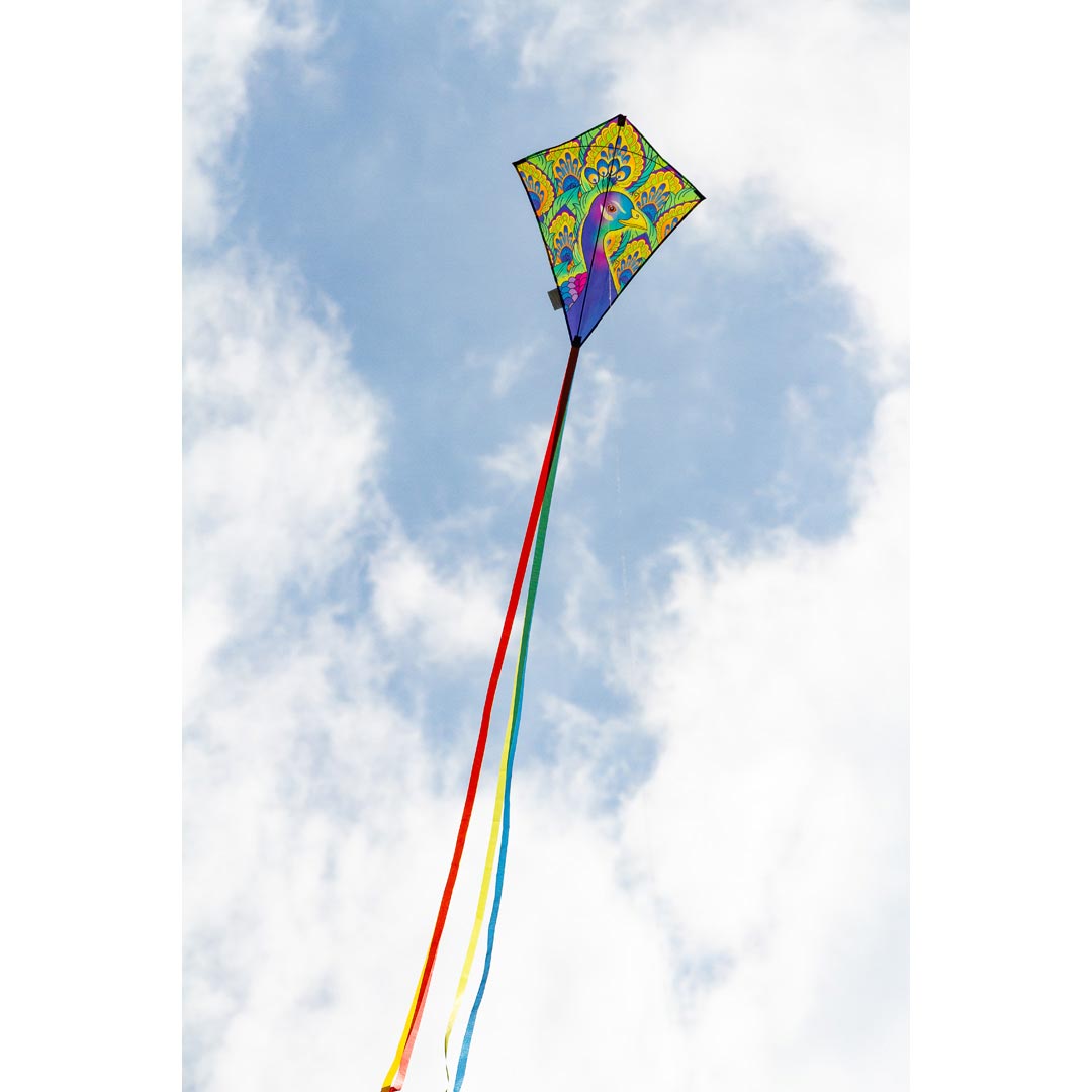 Drachen Invento Ecoline Eddy Peacock 70 cm