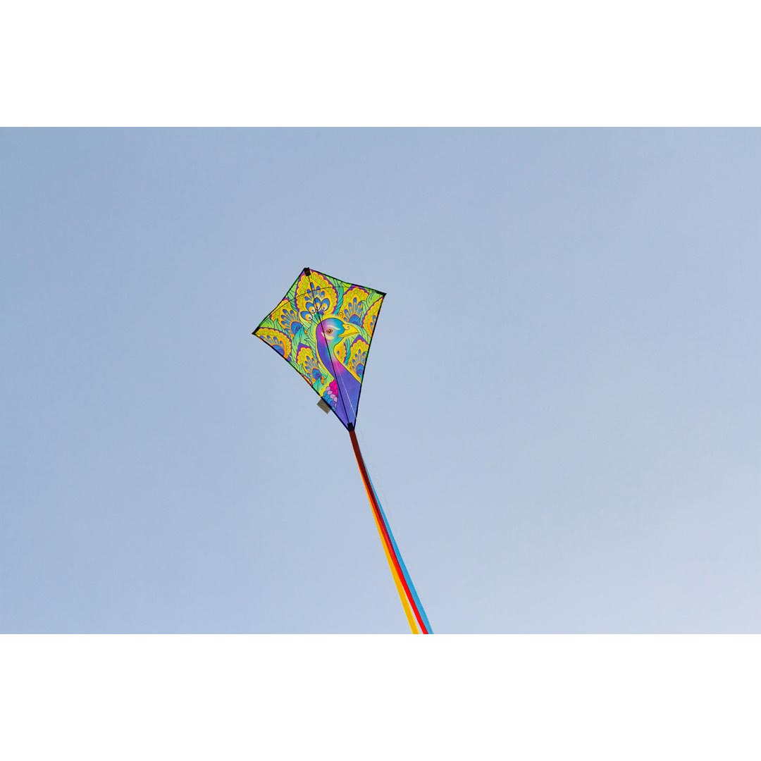 Drachen Invento Ecoline Eddy Peacock 70 cm