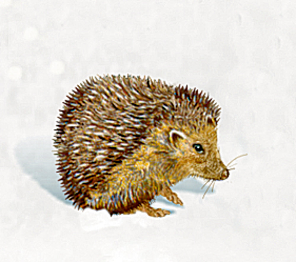 Adventskalender Coppenrath Verlag Zauberhaftes Weihnachtshaus, Wand-Adventskal. A3 (Behr)