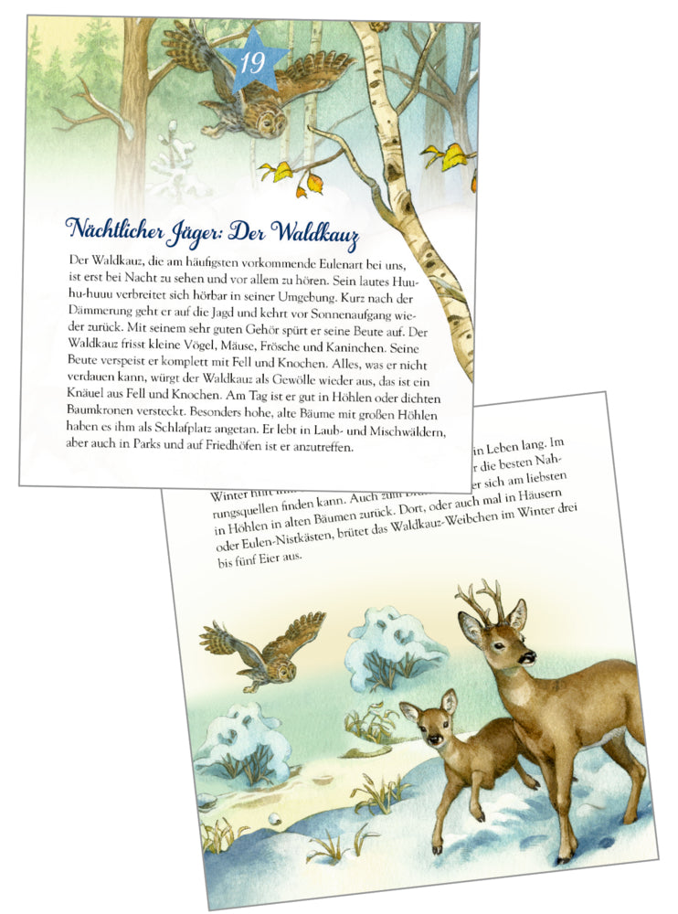 Adventskalender Coppenrath Verlag Die Tiere im Winterwald und ihr geheimes Leben, Zettel-Adventskalender