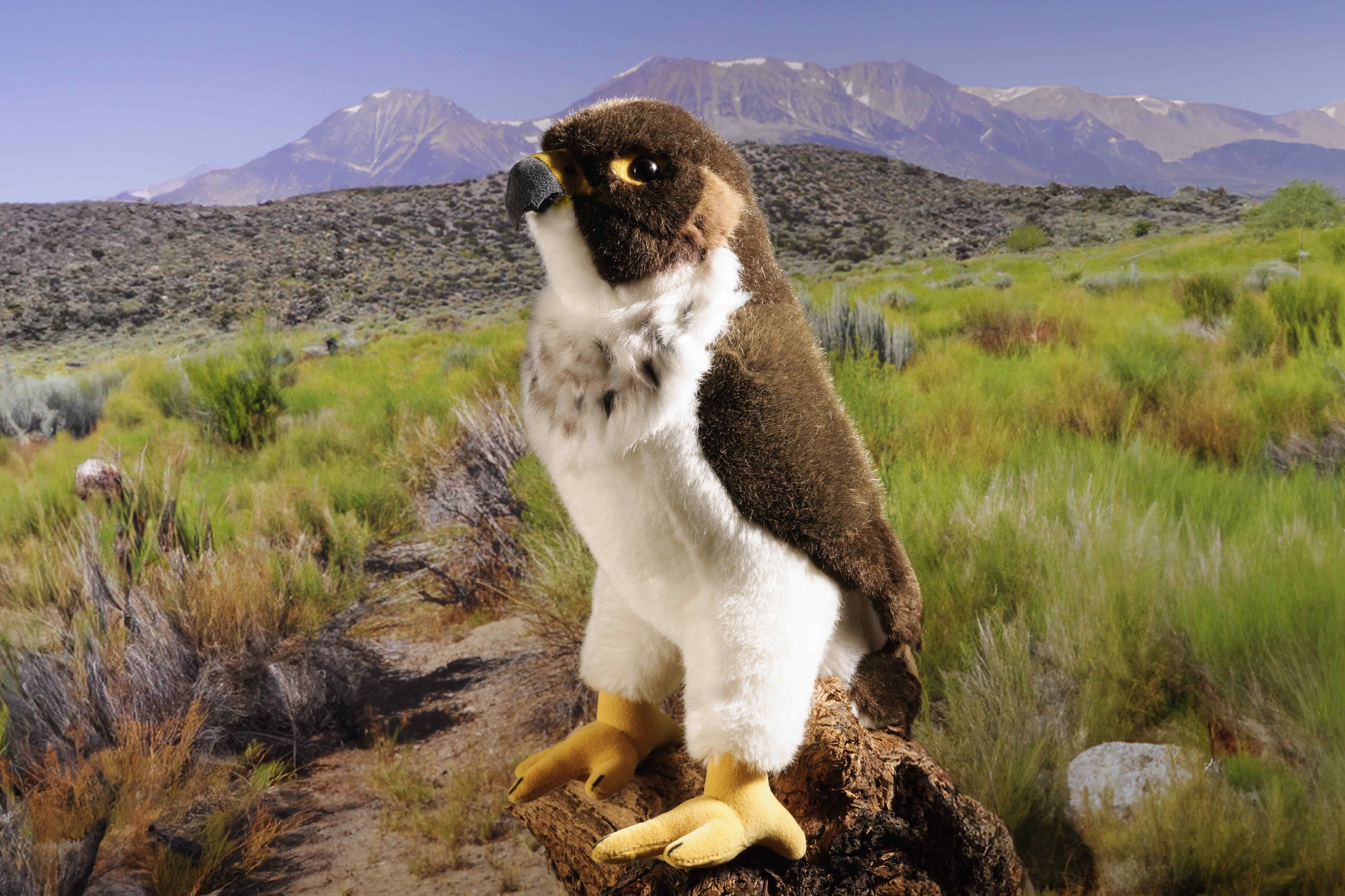 Püschtiere Kösen Wanderfalke