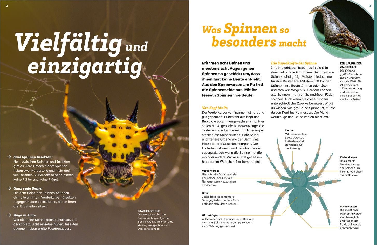 Buch Tessloff WAS IST WAS Spinnen. Akrobaten auf acht Beinen