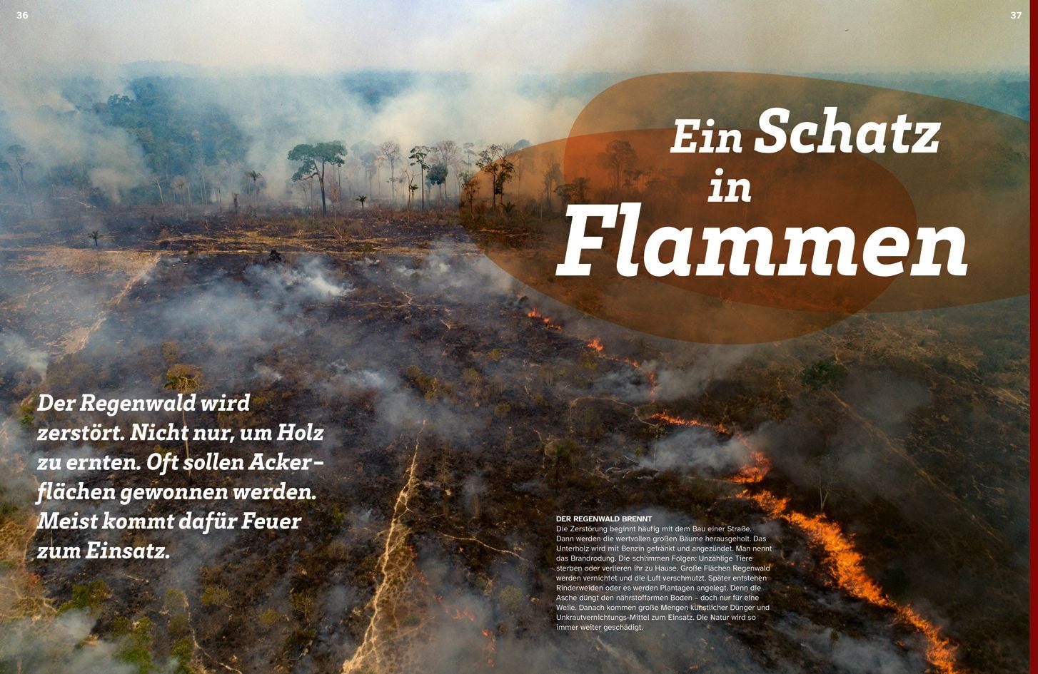 Buch Tessloff WAS IST WAS Regenwald. Wilde grüne Welt